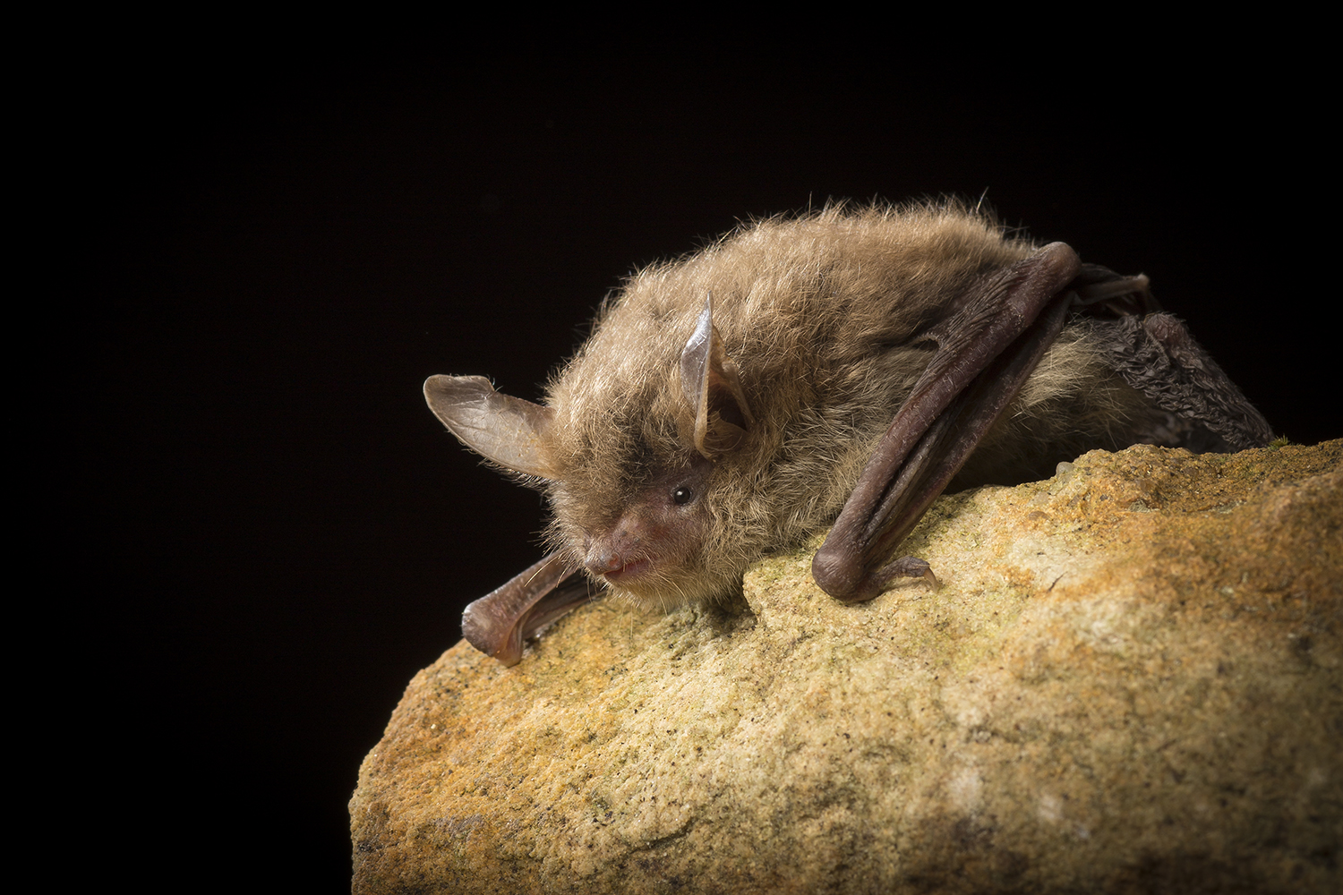 Northern Long-eared Bat (Myotis septentrionalis) male roosting, Cherokee National Forest, Tennessee