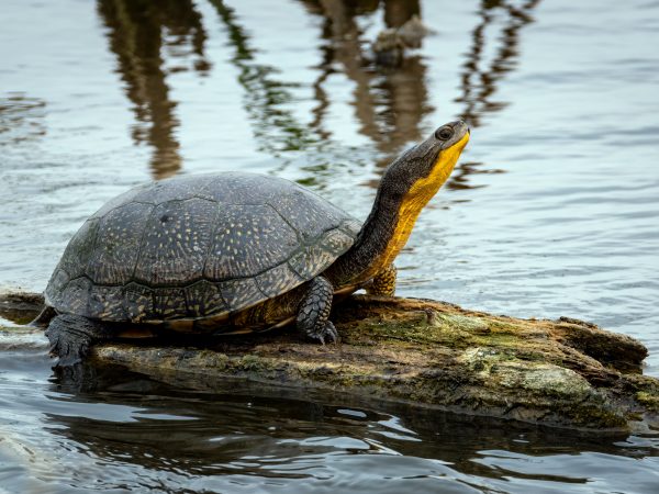 Blanding's Turtle on a log.