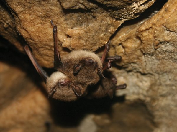 09-PetiteChauve-SourisBrune_Healthy_little_brown_bats_(6950623578)Ann Froschauer-USFWSWikimediaCommons_FB