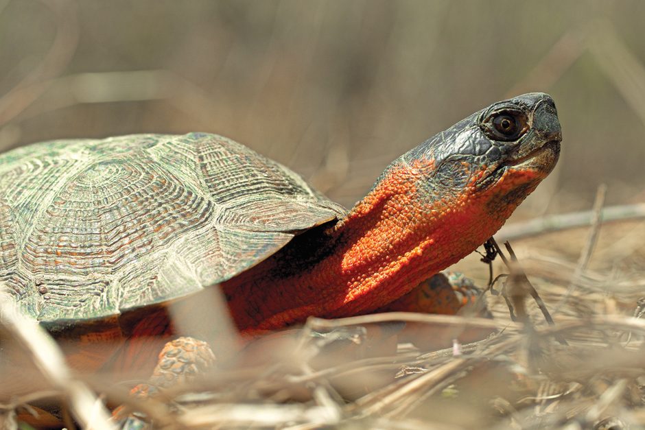 Campagne Faune en danger