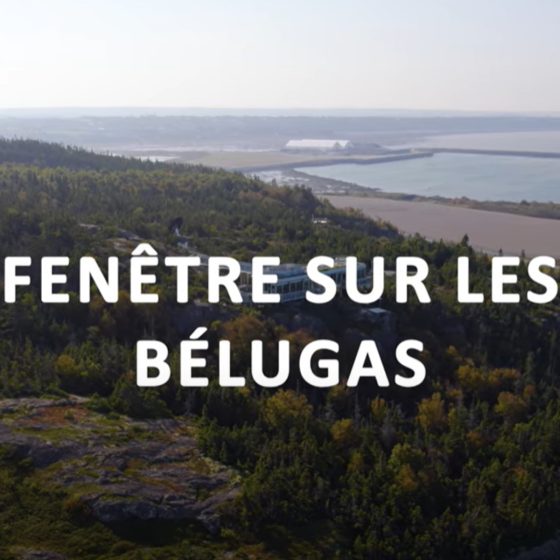 Vidéo - Fenêtre sur les bélugas