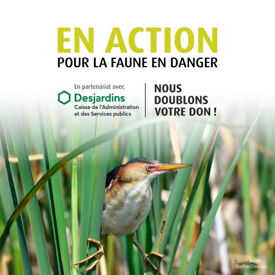 Campagne Faune en danger