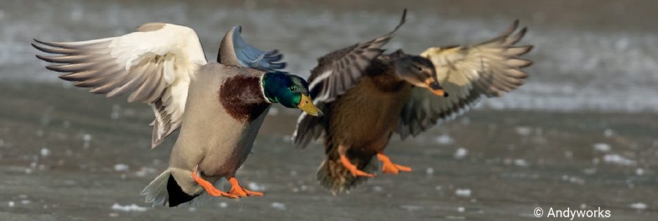35 ans d’actions pour le lac Saint-Pierre