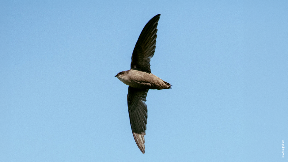Campagne Faune en danger