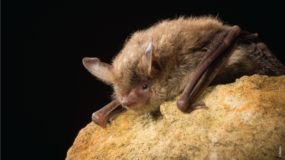 Campagne Faune en danger