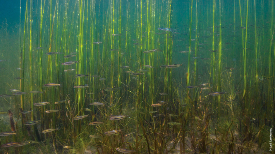 Campagne Faune en danger